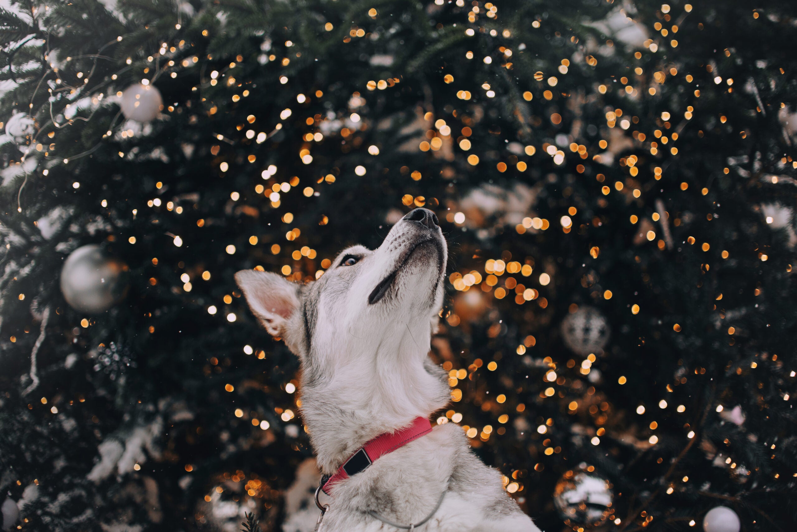 How to calm dogs on New Year's Eve