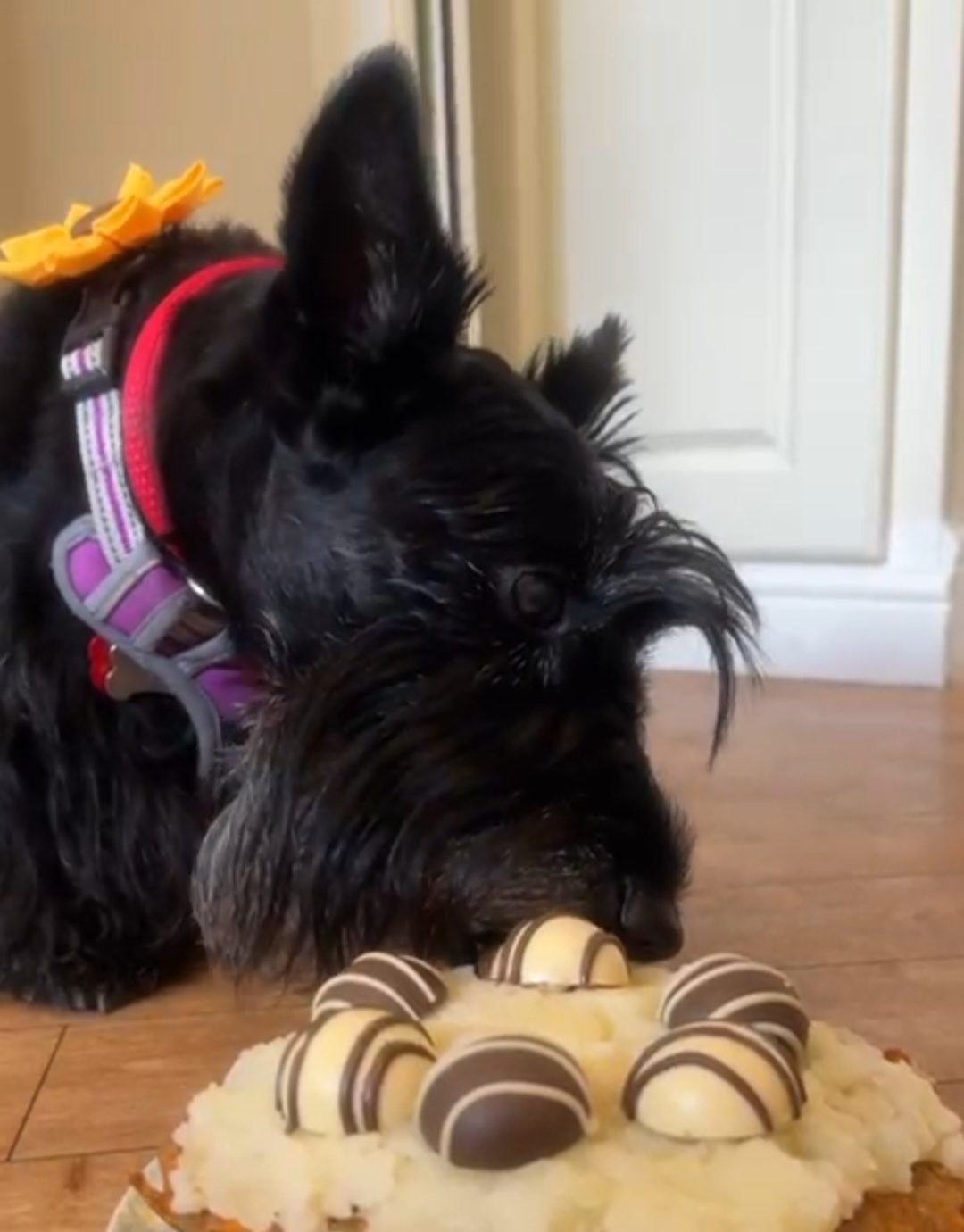 PATISSERIE FOR DOGS