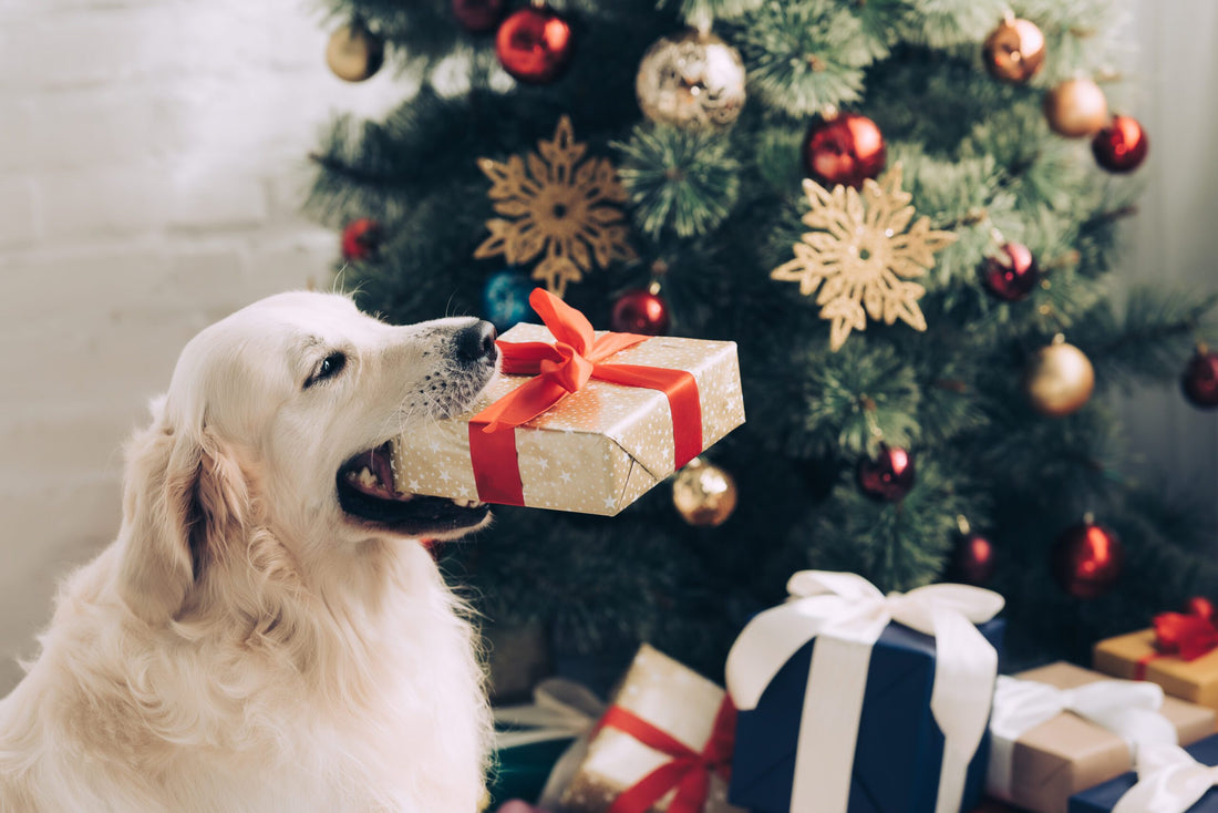 involve your dog in your Christmas Day celebrations