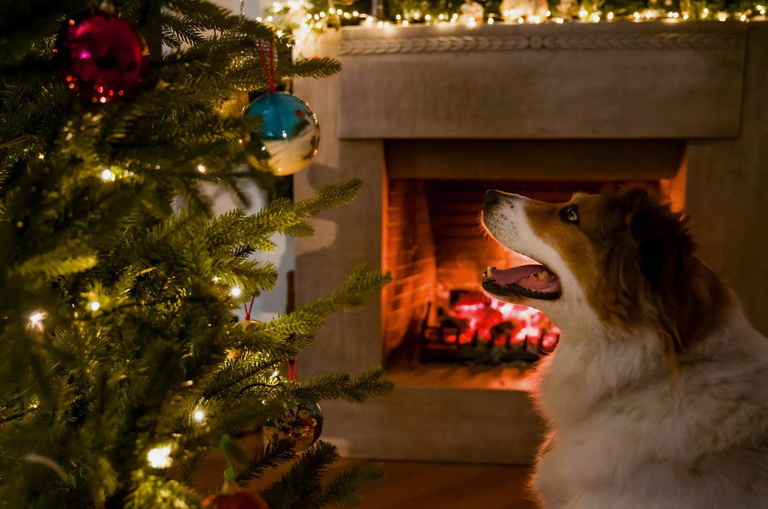 Stocking filler ideas for pets