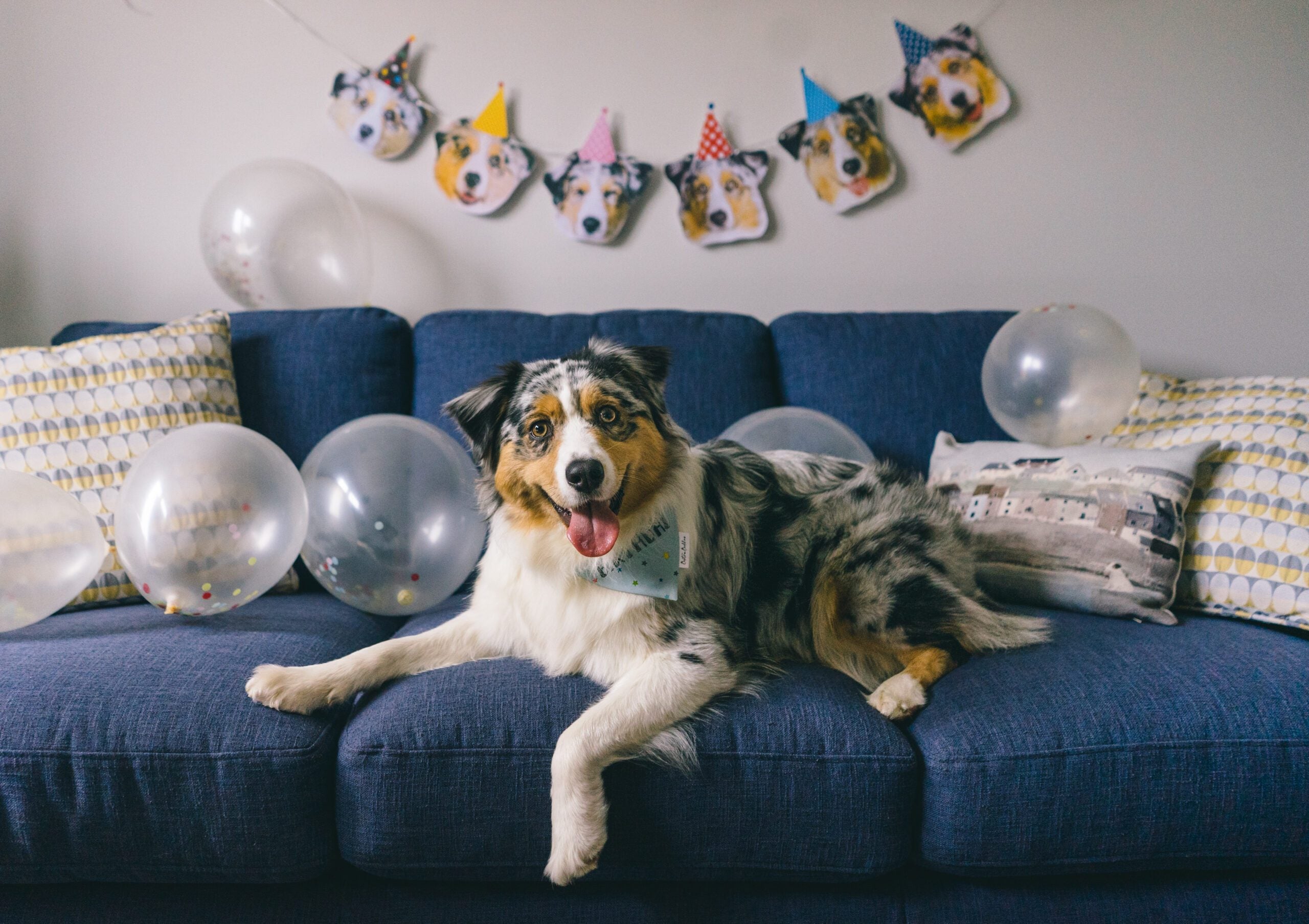 Gotcha day