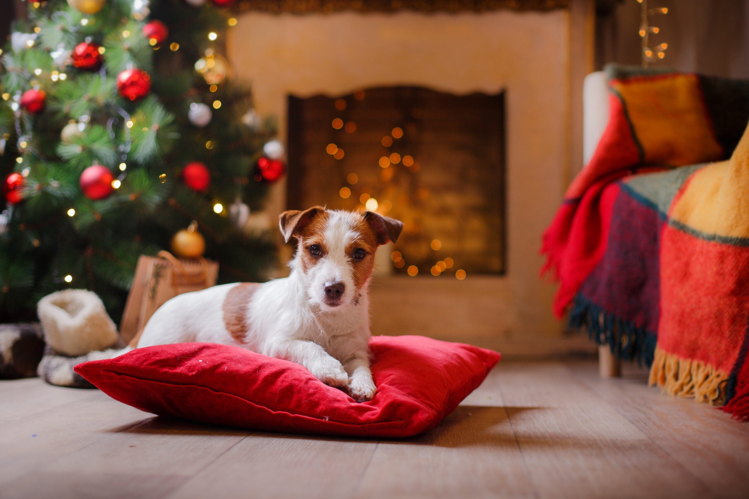How to create a treat board for dogs