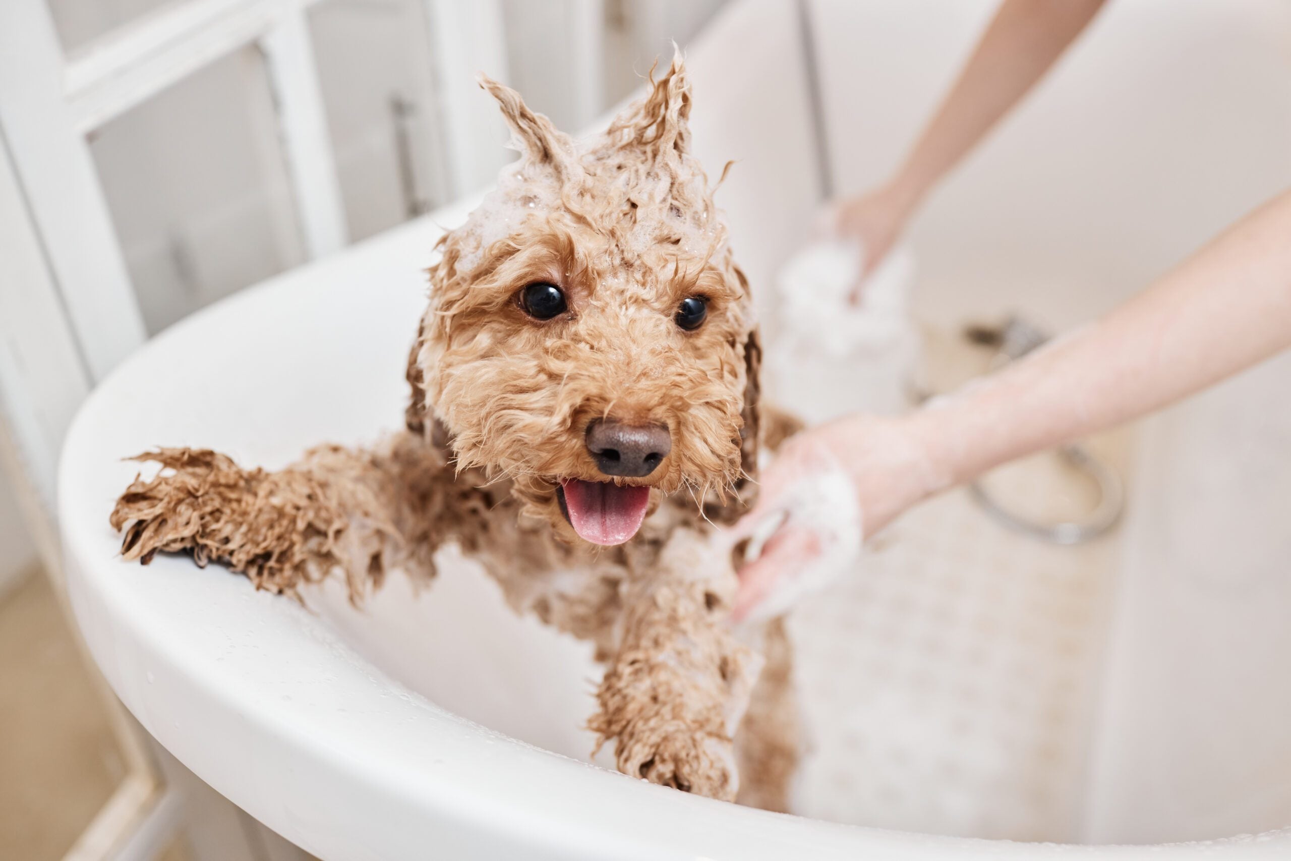 How Regular Pampering Can Improve Your Dog’s Wellbeing | Ruffingtons
