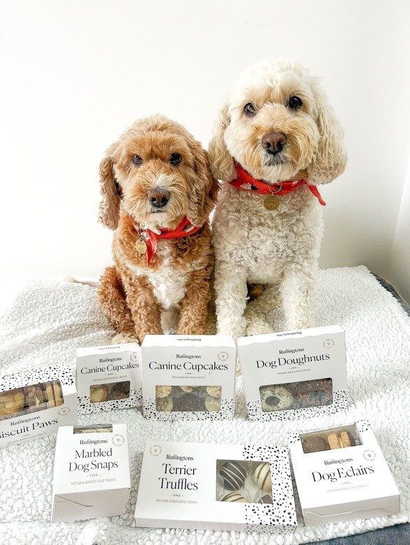 How To Enhance Your Emotional Connection with Your Dog