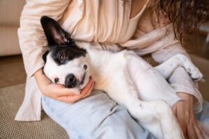 dog relaxing with owner