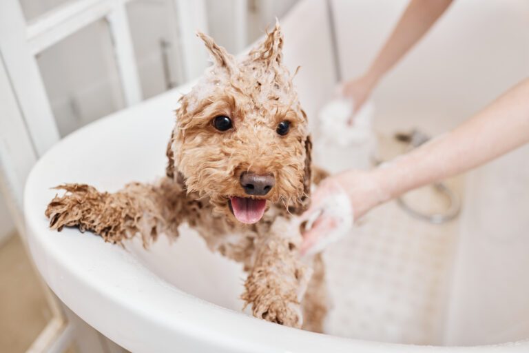 dog being bathed and groomed